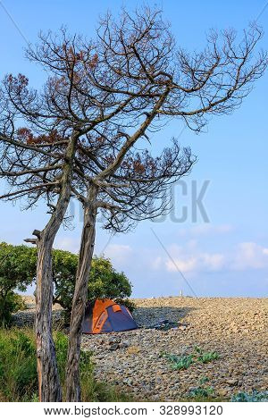 Scenic Blue Sky Landscape Of Stony Sea Beach With Dry Tree At Black Sea Coast By Bolshoy Utrish In A