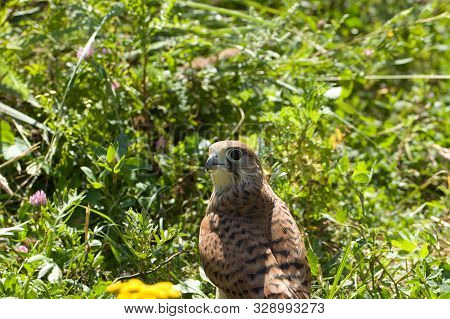 Young Kestrel Falcon (falco Tinnunculus) Closeup Sits In The Grass
