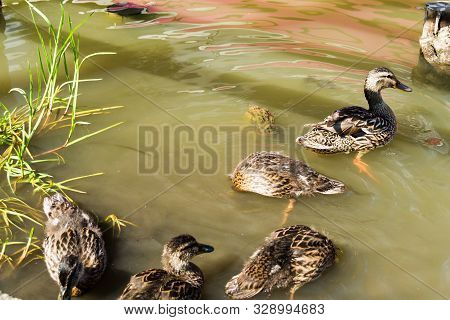 Playful Ducks On The Red Lake (also Known As Lake Ghilcoş Or The Killer Lake) Which Is A Natural Dam