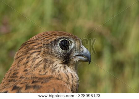 Portrait Of A Young Kestrel Falcon (falco Tinnunculus) Closeup