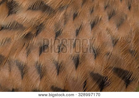 Mottled Texture Of The Pen Kestrel Falcon (falco Tinnunculus) Close Up