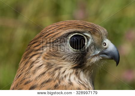 Portrait Of A Young Kestrel Falcon (falco Tinnunculus) Closeup