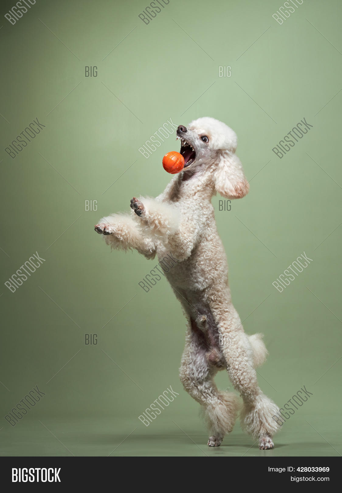 Funny Active Dog Image & Photo (Free Trial) Bigstock