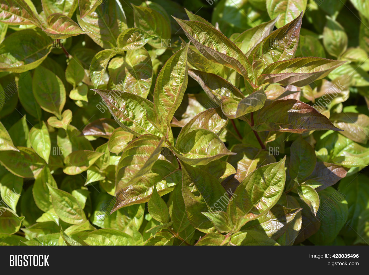 Weigela Wings Fire Image & Photo (Free Trial) | Bigstock