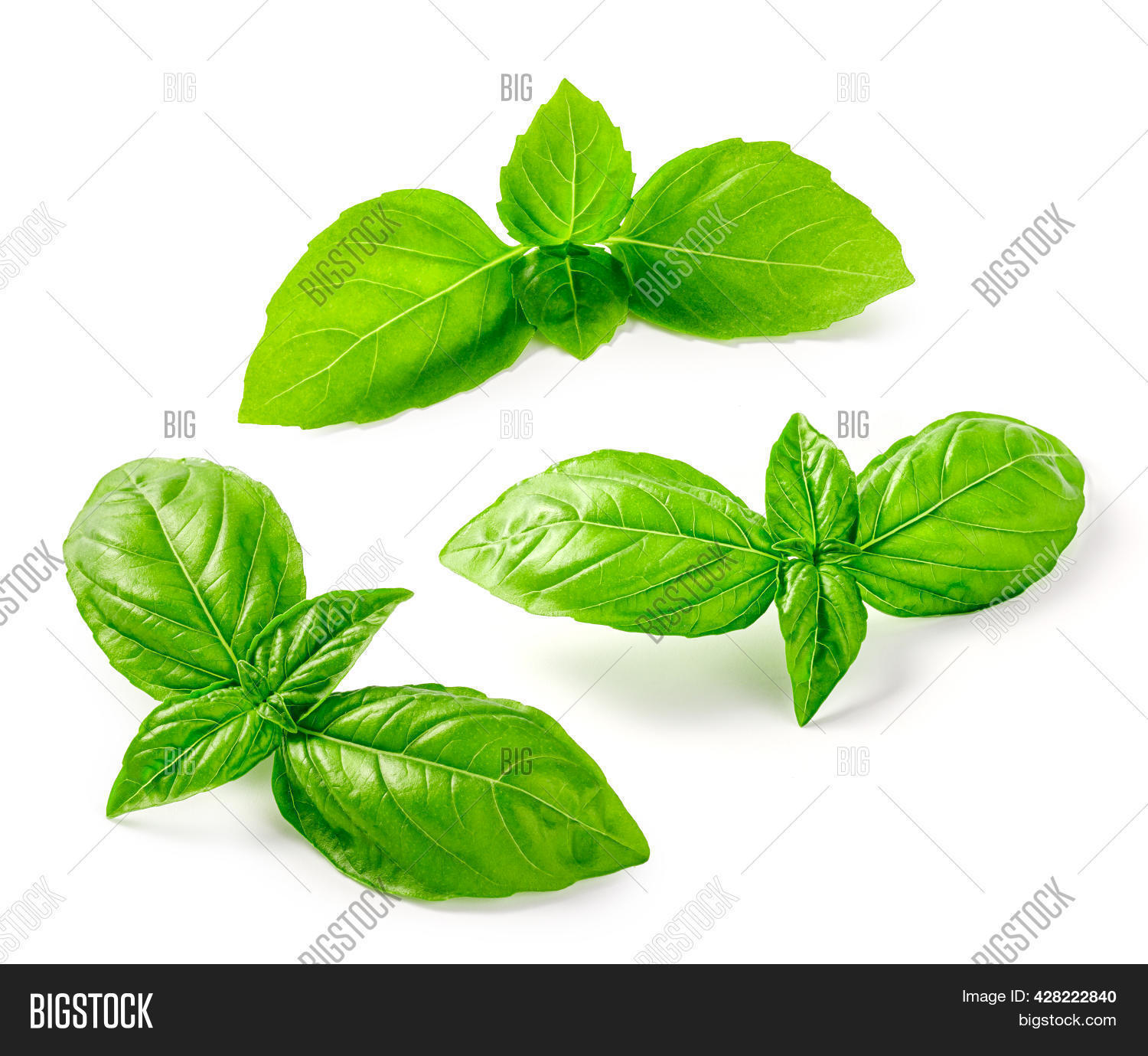 Set Basil Leaves Image & Photo (Free Trial) Bigstock