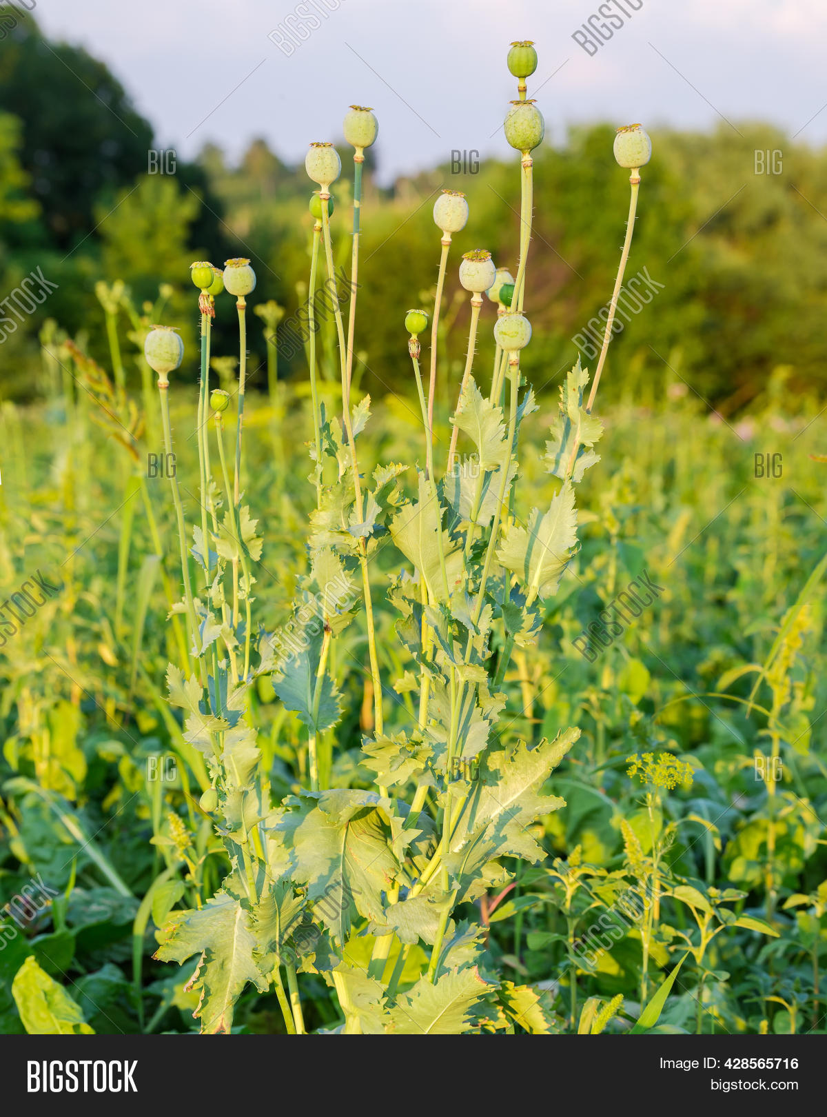Bush Breadseed Poppy Image & Photo (Free Trial) Bigstock
