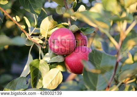 Ripe Red Apples Lit By The Sun Hang On A Tree Branch