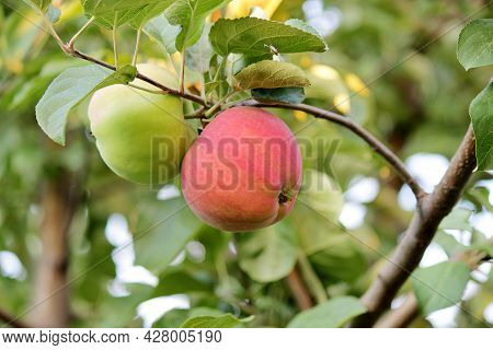 Ripe Red Apples Lit By The Sun Hang On A Tree Branch