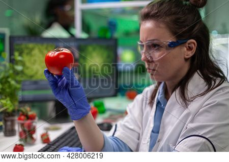 Front View Of Biologist Reseacher Woman Analyzing Tomato Injected With Chemical Dna For Scientific A