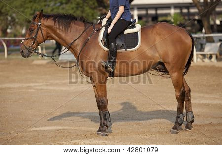 Man On Horse Back