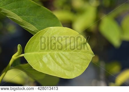 Magnolia Yulan Leaves - Latin Name - Magnolia Denudata
