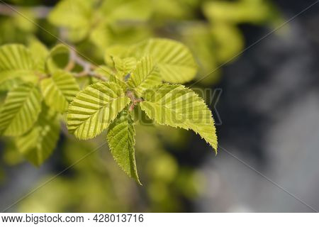 Oriental Hornbeam Leaves - Latin Name - Carpinus Orientalis