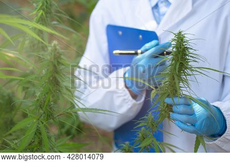 Female Scientists Researching Hemp Oil. Cannabis Oil Cbd. Concept Of Herbal Alternative Medicine, Ph
