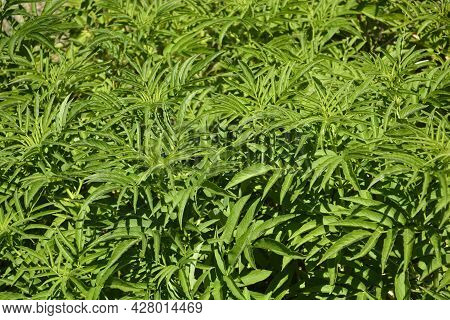 European Dwarf Elder Leaves - Latin Name - Sambucus Ebulus