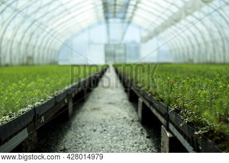 A Greenhouse For Growing Plants And Trees. A Modern Large Greenhouse With Spruce And Pine Seedlings.