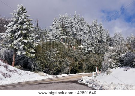 Frosted forest