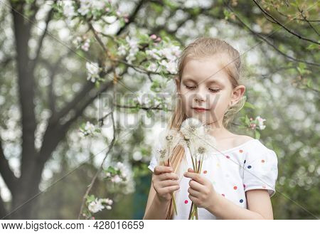 Little Girl With White Dandelions In Her Hands