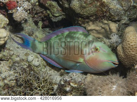 Closeup Detail Of Pacific Longnose Parrotfish Hipposcarus Longiceps Sleeping At Night On Tropical Re