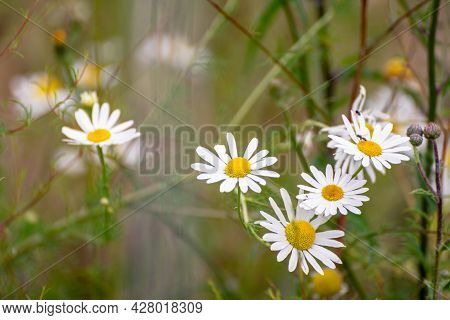 Strauchmargerite - Blooming Spring Flowers In The Garden, Blurred Background