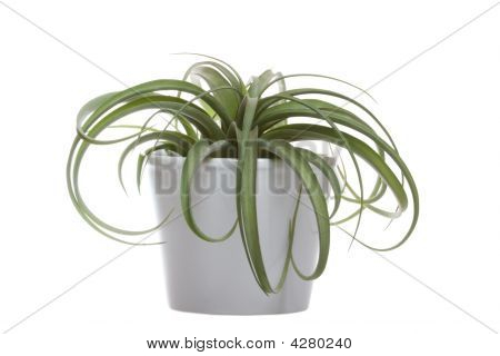 Tillandsia ibrido (concolor e Streptophylla) In A Ceramic Pot su bianco Backround
