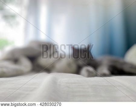 A Blurry Gray Cat Is Lying On The Owner's Bed, Comfortably Ensconced. Against The Background Of Blue