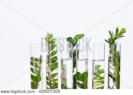 Test Tubes With Herbs For Organic Natural Cosmetics. Alternative Medicine Or Natural Skin Care Produ