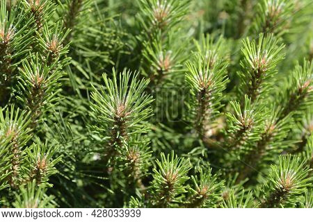 Dwarf Black Pine Pierrick Bregeon - Latin Name - Pinus Nigraa Pierrick Bregeon