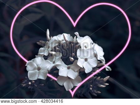 White Phlox Flowers, A Bouquet Of White Flowers, Phlox On A Dark Background. The Pink Heart Passes T