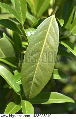 Laurel Cherry Schipkaensis Leaves - Latin Name - Prunus Laurocerasus Schipkaensis