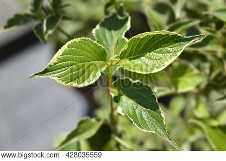 Variegated Weigela Leaves - Latin Name - Weigela Florida Nana Variegata