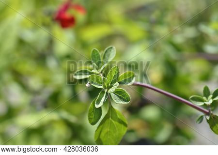 Baby Sage Red Velvet Leaves - Latin Name - Salvia Microphylla Red Velvet
