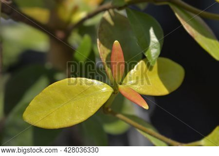 Star Jasmine Leaves - Latin Name - Trachelospermum Jasminoides