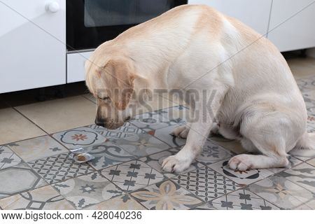 Labrador Dog Looks At Pill Lying On Floor At Home