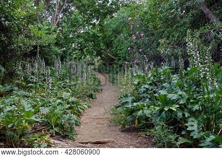 Footpath Shortcut Under Trees With Acanthus Plant Flowers. Spring Landscape.