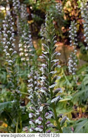 Acanthus Mollis Bears Breeches Plants With Flowers. Springtime Nature.