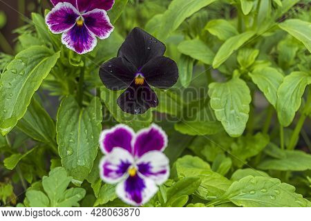 Multicolored Flowers On Flowerbed In City Park On Sunny Summer Day. Black Violka Vittroka Or Garden