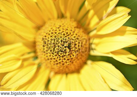 Yellow Chamomile Heliopsis In The Garden On A Bush