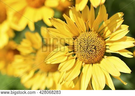 Yellow Chamomile Heliopsis In The Garden On A Bush