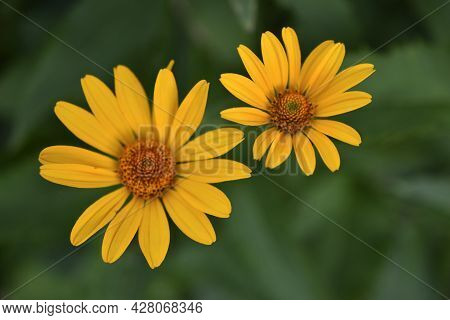 Yellow Chamomile Heliopsis In The Garden On A Bush