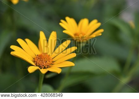 Yellow Chamomile Heliopsis In The Garden On A Bush