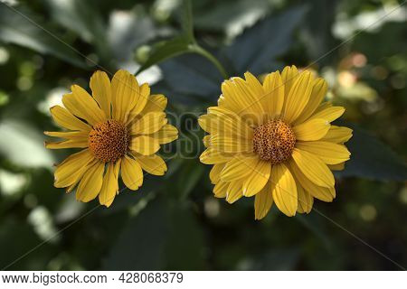 Yellow Chamomile Heliopsis In The Garden On A Bush