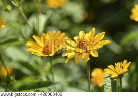 Yellow Chamomile Heliopsis In The Garden On A Bush