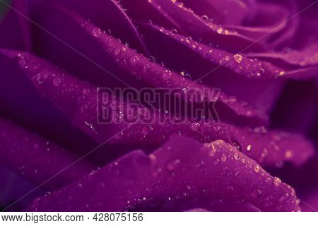 Photo Filter, Wet Macro Rose Flower Petals Close Up. Floral Background As Design Element For Valenti