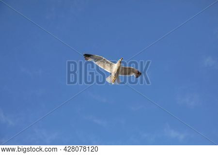 Big Seagull Bird Flying High In The Blue Sky Symbol Of Freedom