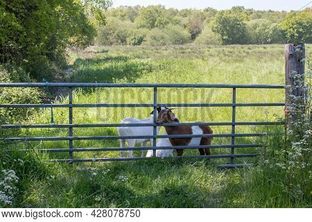 Goats Hugging By Metal Gate. Rural England Farm Landscape. Nature And Domestic Animal Scene With Gre