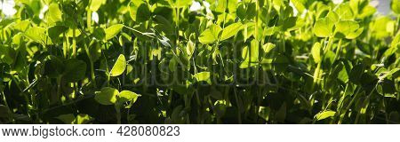 Germination Of Seeds In A Special Tray. Tray With Grid For Microgreening. Pea Seeds With Sprouts, Su