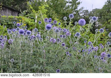 Globe Thistle Thornbush Flower Head.bumblebee Pollinating Blue Spherical Flower Head Of Echinops Com