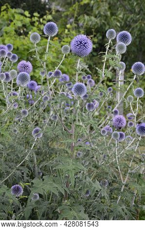Globe Thistle Thornbush Flower Head.bumblebee Pollinating Blue Spherical Flower Head Of Echinops Com