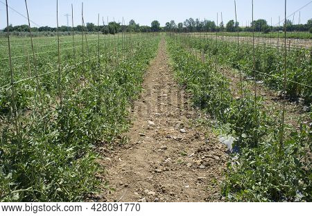 Tomatoes Plantation Furrows With Spalier. Vegas Bajas Del Guadiana, Spain
