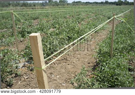 Tomatoes Plantation Furrows With Spalier. Vegas Bajas Del Guadiana, Spain
